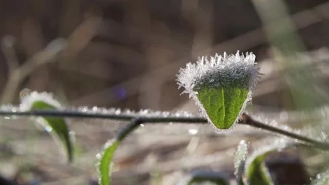 Close-up of a green leaf covered in frost. Vídeos de archivo 337759621
