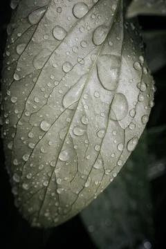 Close-up of green leaf covered in water droplets, showcasing intricate text.. Stock Photos