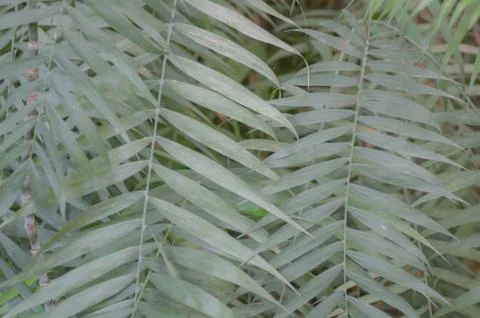 Close up of green leaf of Cycas Tree Japan, Background with leaf of Cycas clo Stock Photos