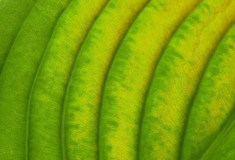 A close-up of a green leaf in detail Stock Illustration