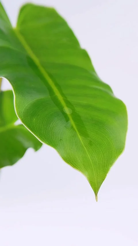 Close up of green leaf dropping clear liquid. Isolated on white background... Stock Footage 338081062