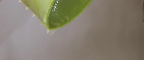 A close up of a green leaf Stock Footage 155465260