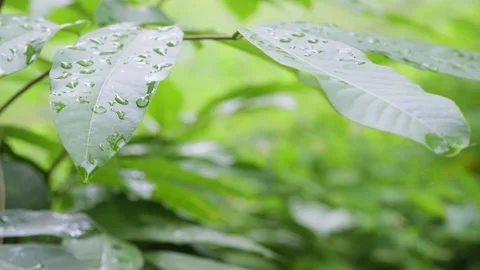 A close up of a green leaf 库存影片 157870996