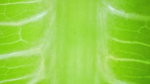 Close-up of a green leaf. Stock Footage 276690625
