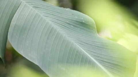 Close up of green leaf Stock Footage 310079958