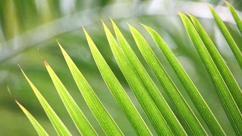 Close up of green leaf Video stock 310079961