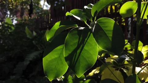 Close up Green Leaf in the Garden with Sunlight Beam, Suitable for Natural Conce Stock Footage 134011018