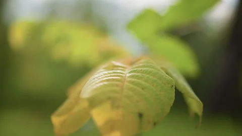 Close up of green leaf gently swaying showing detailed texture and yellowing Stock Footage 346724180