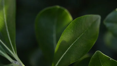Close-up green leaf on a green blur background. natural green leaf. Video stock 217439071