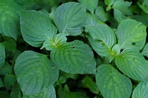 Close up green Leaf with hole Stock Photos