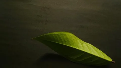 Close up green leaf isolated dark, natural green and black textured background Stock Photos