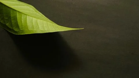 Close up green leaf isolated dark, natural green and black textured background Stock Photos