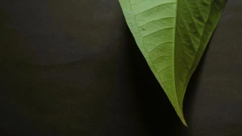 Close up green leaf isolated dark, natural green and black textured background Stock Photos