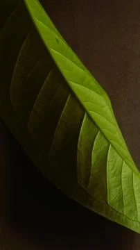 Close up green leaf isolated dark, natural green and black textured background Stock Photos