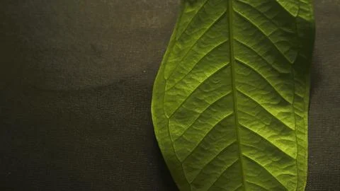 Close up green leaf isolated dark, natural green and black textured background Foto stock