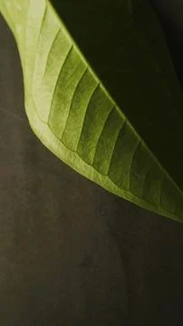 Close up green leaf isolated dark, natural green and black textured background Stock Photos