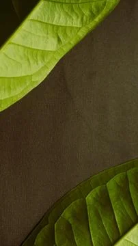Close up green leaf isolated dark, natural green and black textured background Stock Photos
