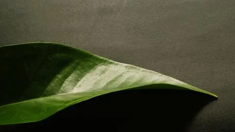 Close up green leaf isolated dark, natural green and black textured background Stock Photos