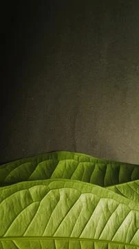 Close up green leaf isolated dark, natural green and black textured background Stock Photos