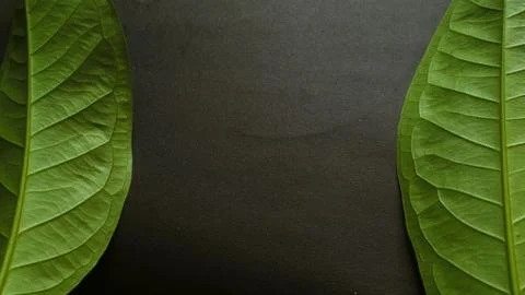 Close up green leaf isolated dark, natural green and black textured background Stock Photos