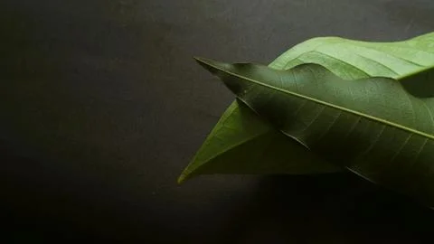 Close up green leaf isolated dark, natural green and black textured background Stock Photos