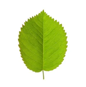 Close up green leaf isolated Stock Photos