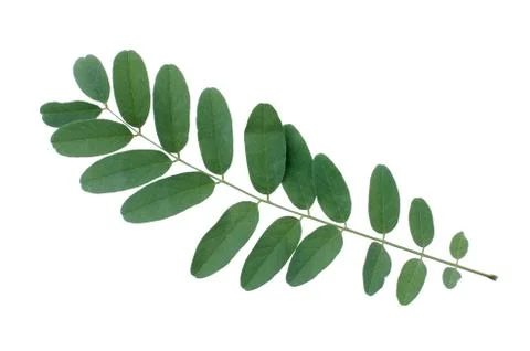 Close up of green leaf isolated on white background. Stock Photos