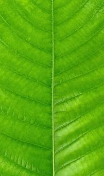 Close up of green leaf isolated on white background Stock Photos