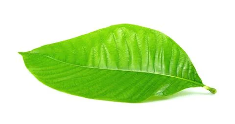 Close up of green leaf isolated on white background Stock Photos