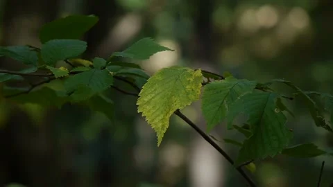 Close-up. Green leaf. Leaves tremble slightly in wind on thin black tree branch Video stock 105966425