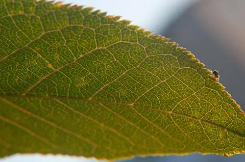Close-up of green leaf in light Stock Photos
