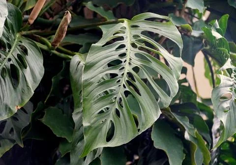 Close up of a green leaf of Monstera Esqueleto Stock Photos