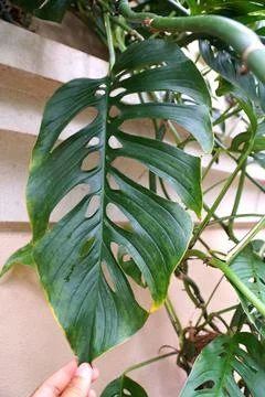 Close up of a green leaf of Monstera Esqueleto, a climbing tropical plant Stock Photos