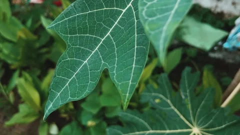 Close Up Green Leaf with Natural Blurred Background | Bokeh Effect Nature Video Stock Footage 315337980