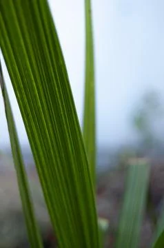 Close-Up of Green Leaf with Natural Texture Stock Photos
