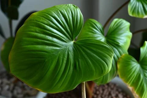 Close up green leaf, nature background Stock Photos