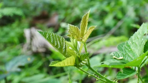 Close up green  leaf in nature. Video stock 131787958
