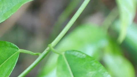Close up green  leaf in nature. Video stock 131787959
