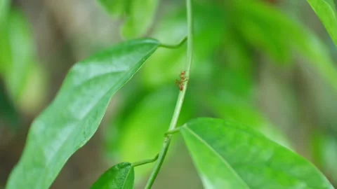 Close up green  leaf in nature. Video stock 131787964