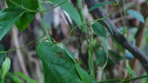 Close up green  leaf in nature. Video stock 131787965