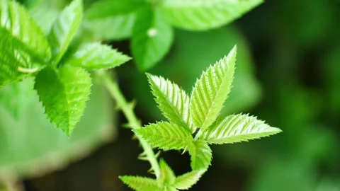 Close up green  leaf in nature. Stock Footage 131787966