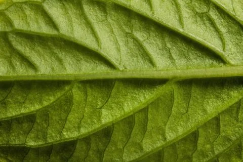 Close up green leaf nerves Foto stock