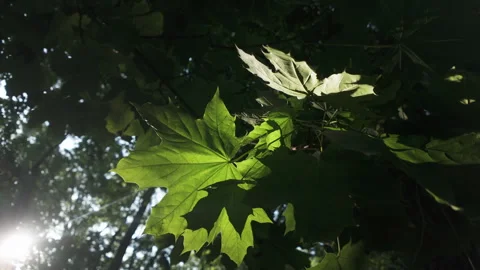 Close-up of green leaf of Norway Maple tree in evening light, backlit by sun. Stock Footage 335909396