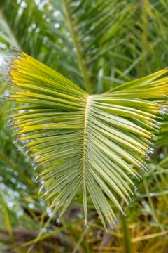 Close up of a green leaf of a palm tree Foto stock