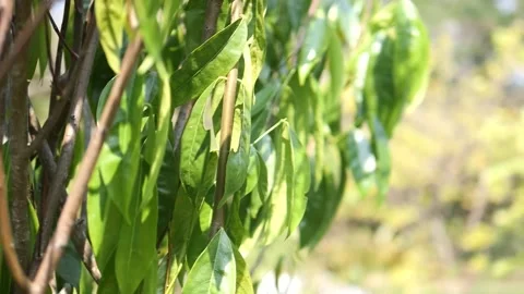Close up Green Leaf in The Park with Breeze Stock Footage 149574093