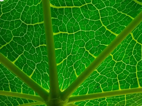 Close up of green leaf with the pattern , can be used as a background 스톡 사진