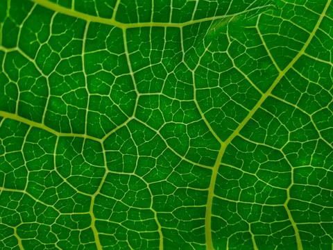 Close up of green leaf with the pattern , can be used as a background Stock Photos