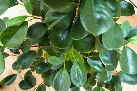 Close-up of Green leaf pattern, house plant modern design Stock Photos