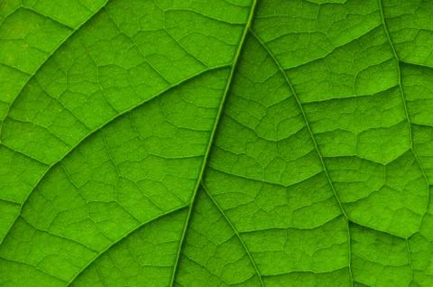 Close up of green leaf pattern. Macro shot of avocado green leaf texture. Gre Foto stock