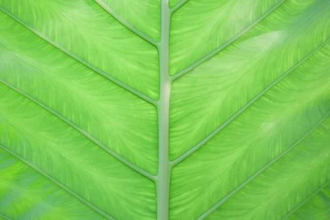 Close up green leaf pattern Stock Photos